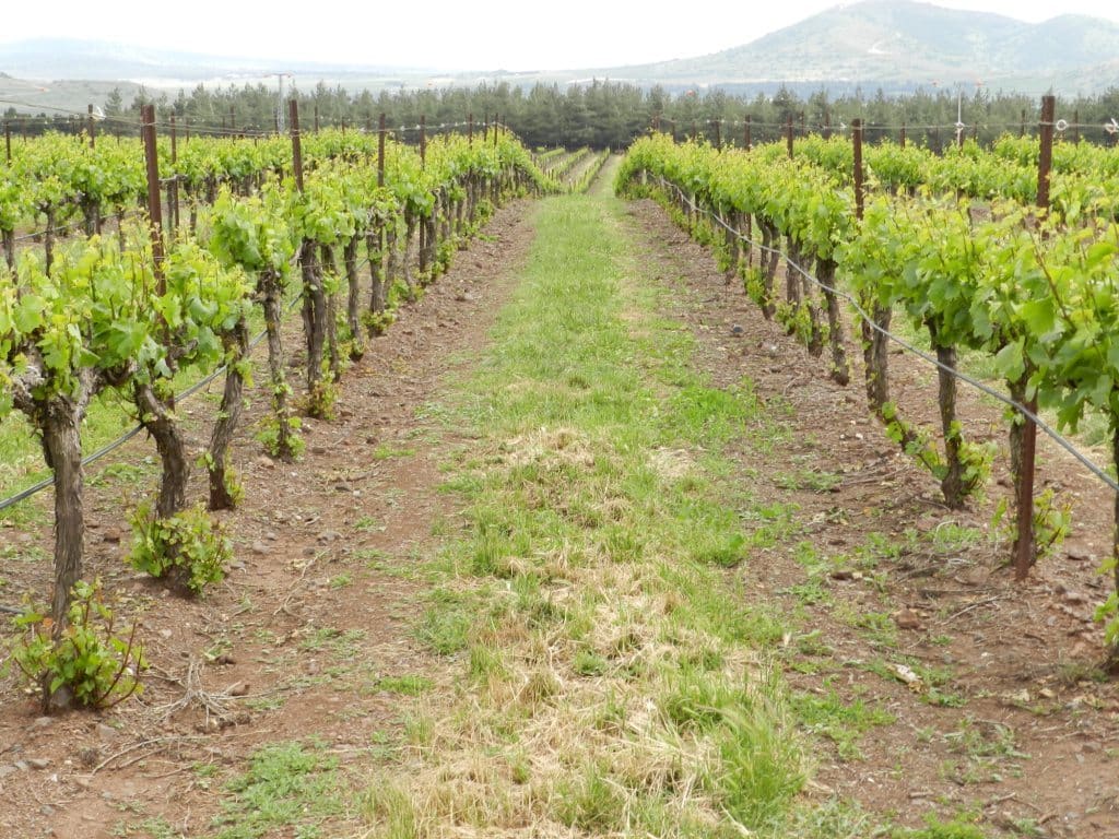 Organic vineyard in the Golan Heights agricultural landscape