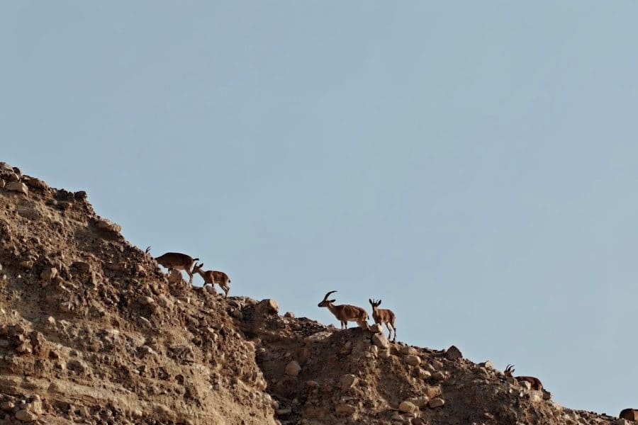 Multi-Day Custom Israel Journeys