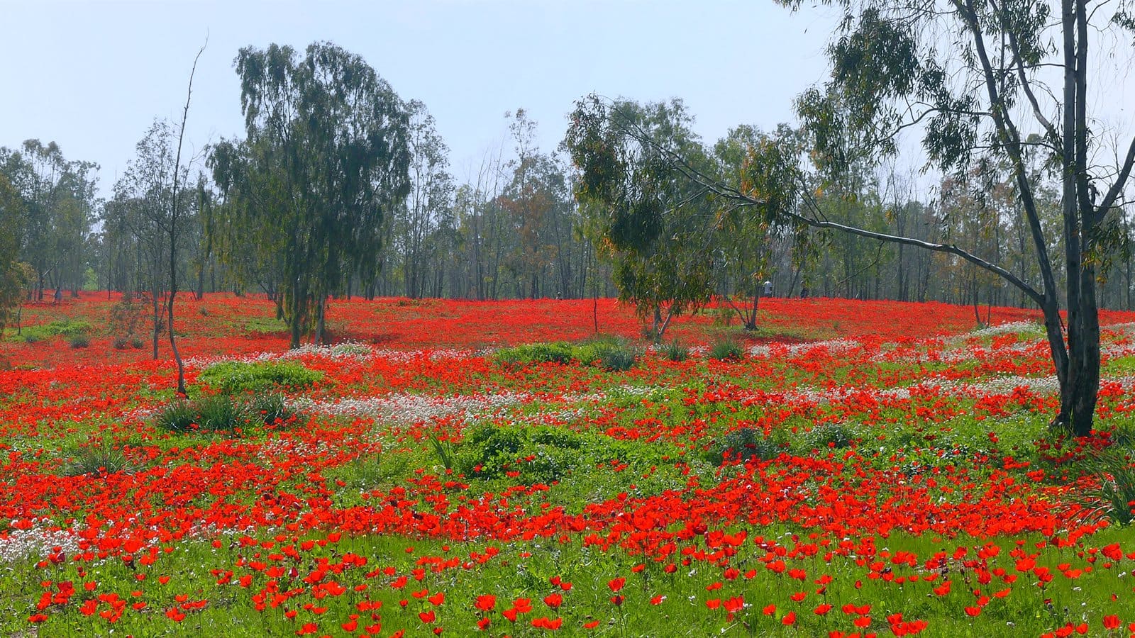 Wild red anemones blooming across the western Negev